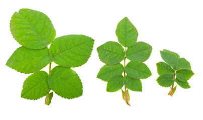 Green rose leaves set on a white background, isolated.