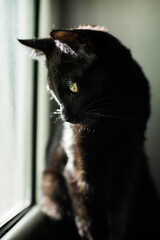 Cat resting and  playing in his habitat