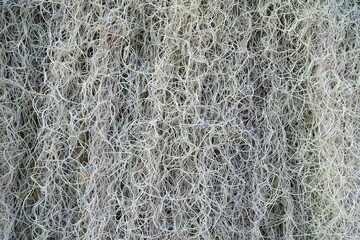 White Spanish Moss Texture Background.