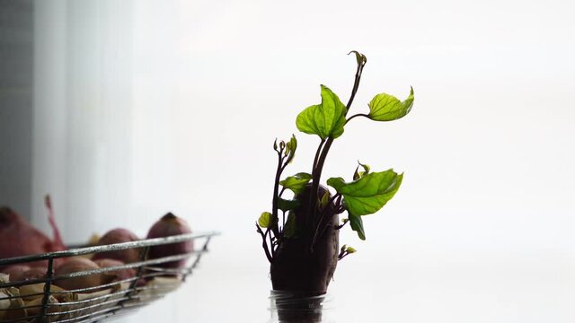 homegrown sweet potato waiting to plant