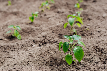 Young beautiful shoots of seedlings the bell peppers.Closeup view of young paprika sprouts in the soil.Agriculture and vegetable growing. Spring, hopes for a good harvest of paprika.