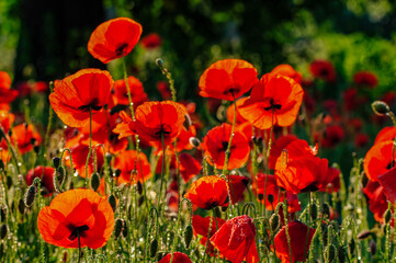 Obraz premium Czerwone maki