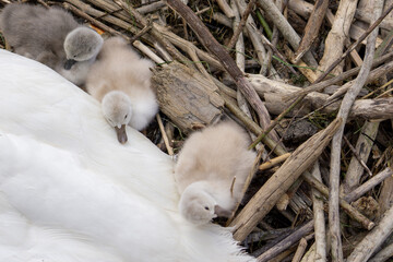 Fototapeta premium Oberreitnau bei Lindau am Bodensee