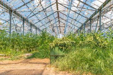 greenhouse on the farm for growing organic vegetables