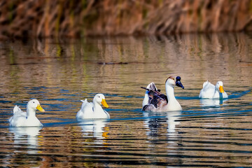 Ducks in a Row