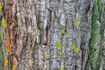 Old wood tree texture background pattern.nature surface