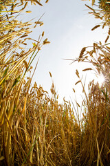 Wheat fields on farmland close up with out of focus elements