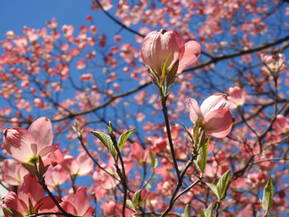 Pink Spring Magnolia Blossoms On A Tree In The Blue Sky