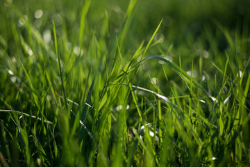 Abstract natural backgrounds with green grass and beauty bokeh