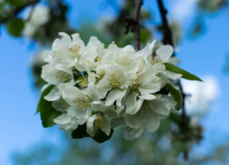 apple tree flowers