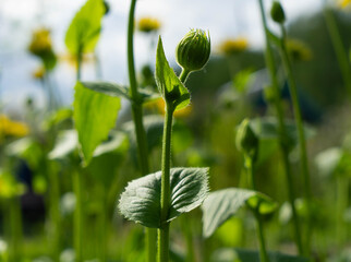 wild flowers in the garden