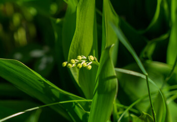 lily of the valley in the garden