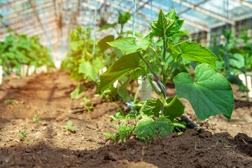cucumbers growing in a greenhouse on an organic farm. copy space
