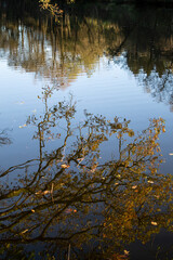 Obraz na płótnie Canvas schöne Spiegelung von Bäumen in einem See als Hintergrund