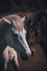 Couple of beautiful Wild horses of New Forest, England.