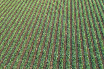 Aerial view of cabbage rows field in agricultural landscape. Cabbage field on a commercial farm. View from drone