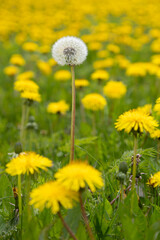 fluffy dandelion on a background of a field of yellow dandelions