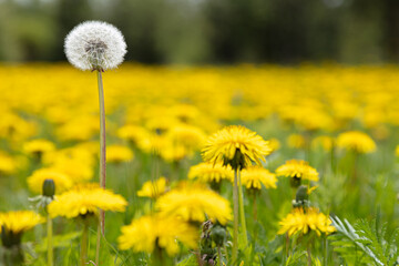 fluffy dandelion on a background of a field of yellow dandelions