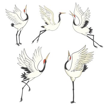 Set of birds. Crane, stork, heron. Vector.