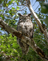 Great-Horned Owl Sleeping on a Branch