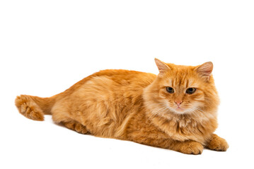 red cat isolated