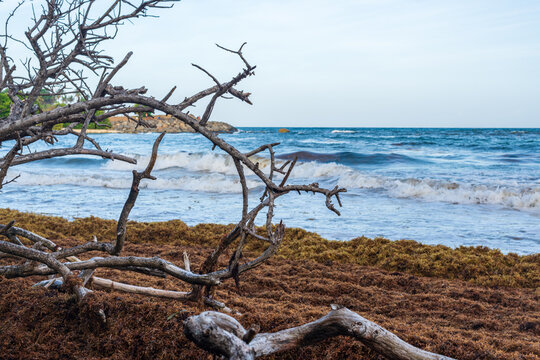Branches mortes de mangrove devant des sargasses brunes &eacute;chou&eacute;es sur le rivage avec une mer quelques vagues &agrave; l'arri&egrave;re plan en fin de journ&eacute;e avec un ciel bleu