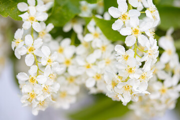 Beautiful flowers of apple tree on a sunny day.