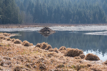 Beaver lodge from a distance