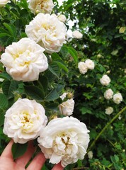 A large bush of white fluffy roses near the house