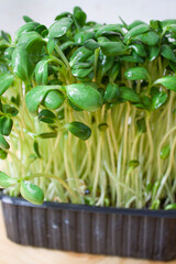 Beans microgreen. Microgreens. Healthy eating concept. Sprouted beans, radishes, sunflower. Seeds Fresh greens. Organic food. copyspace