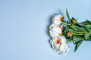 bouquet of white fresh peonies on a blue background
