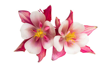 aquilegia flower isolated