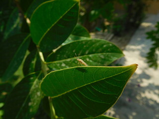 a tiny and small bug on a green leaf on a tree.