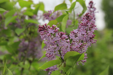 Fototapeta na wymiar Lilac flowers in the garden