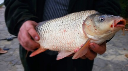 man holding a fish carp
