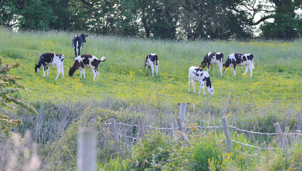 Fototapeta premium Cow at wheldrake ings