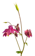 aquilegia flower isolated