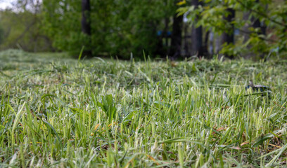 abstract background of sheared grass on a lawn in a park