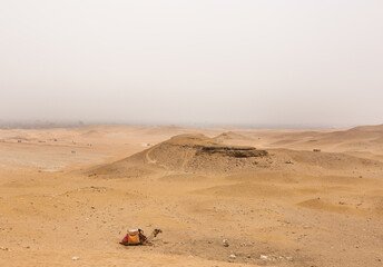 A camel resting in the desert and sand dunes of Giza complex, Egypt © Dr Ajay Kumar Singh