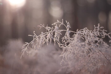 Frozen flora macro shot