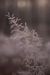 Frozen flora macro shot