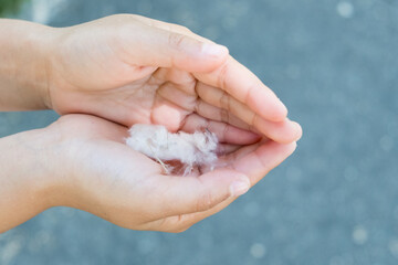 Closeup of a child's hands holding cottonwood seeds