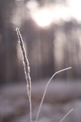Frozen flora macro shot