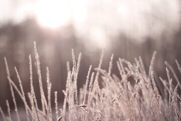 Frozen flora macro shot