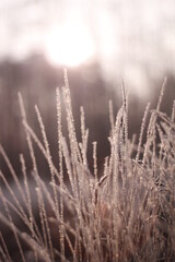 Frozen flora macro shot