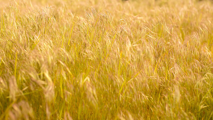 Unusual beautiful background of dry grass. Various shaped blades of grass form an intricate pattern. Smooth color transitions and natural range of gray.