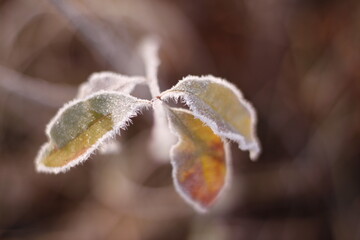Autumn flozen landscapes