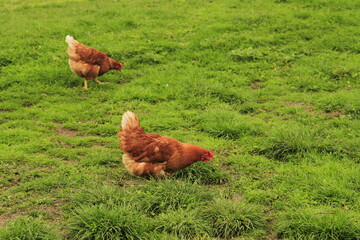 Two chicken on green grass