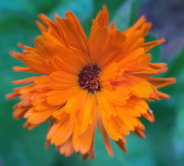 Orange flower with petals macro natural background