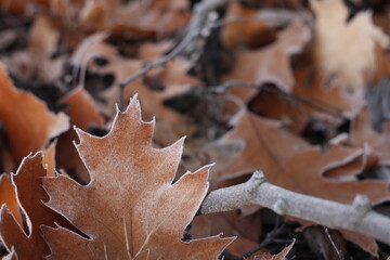 Frozen autumn leaves close up